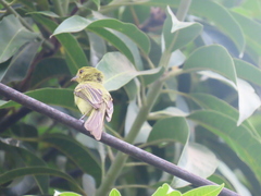 Myiophobus flavicans