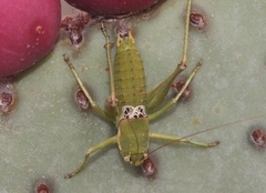 Eremopedes covilleae