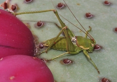 Eremopedes covilleae