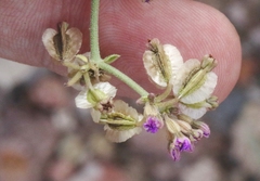 Acleisanthes