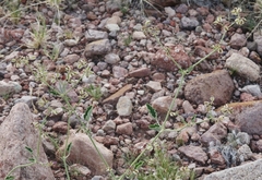 Acleisanthes