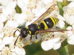 Ancistrocerus parietum