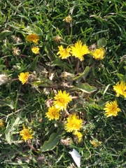 Taraxacum officinale