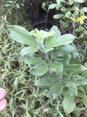 Vitex rotundifolia