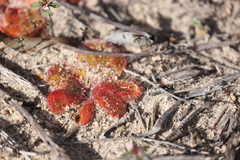 Drosera magna