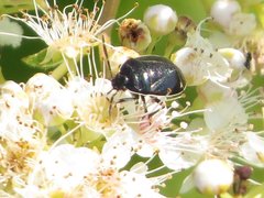 Sehirus cinctus albonotatus