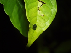 Hybolabus