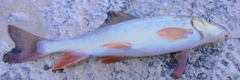 Catostomus latipinnis