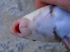 Catostomus latipinnis