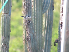 Polioptila plumbea
