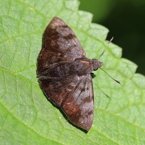 Pellicia vecina