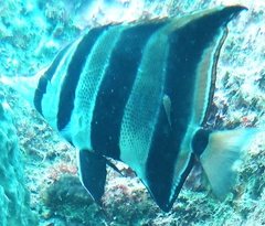 Cochleoceps bicolor