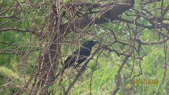 Crotophaga