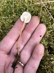 Strobilurus tenacellus