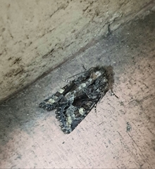 Neumichtis spumigera