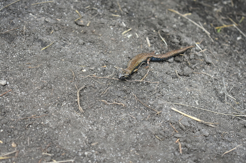 Riama simotera · BioDiversity4All