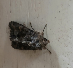 Neumichtis spumigera