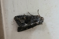 Neumichtis spumigera