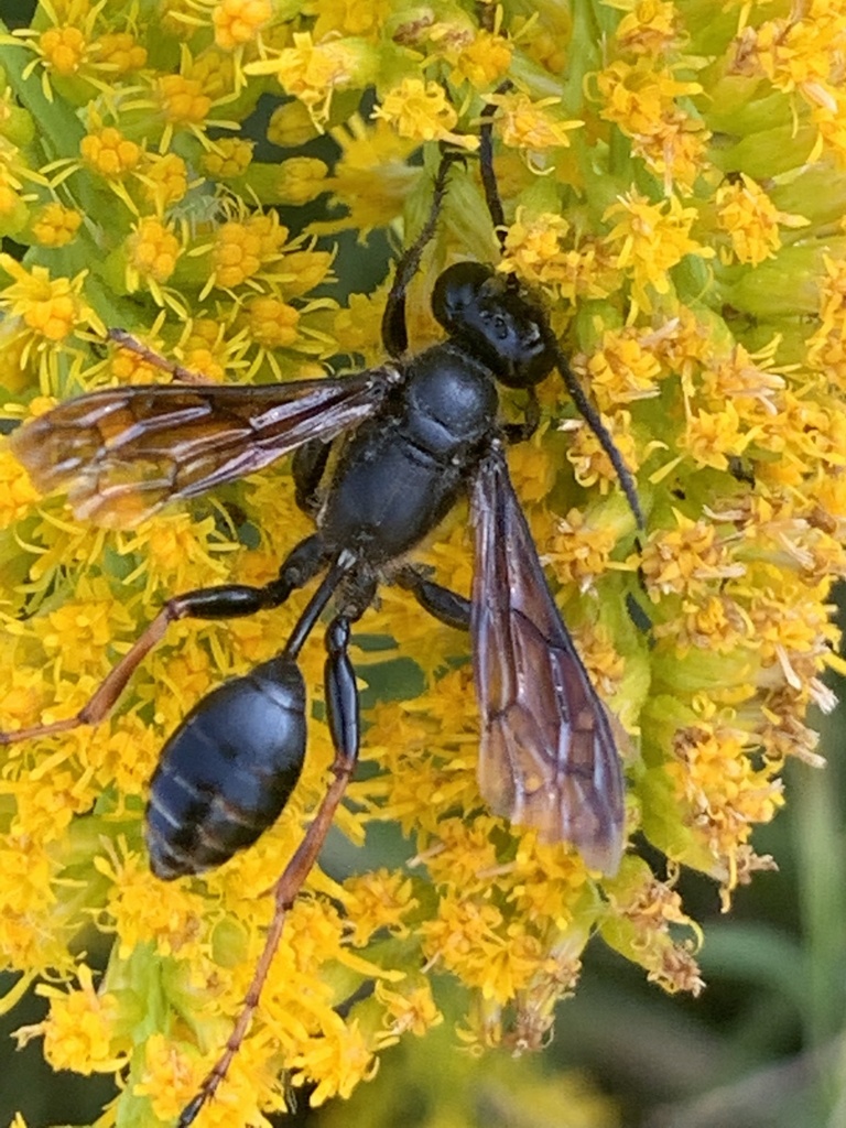 Brown-legged Grass-carrying Wasp From Shadow Creek Ranch, Pearland, Tx 