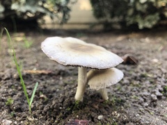 Candolleomyces candolleanus