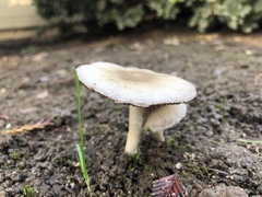 Candolleomyces candolleanus