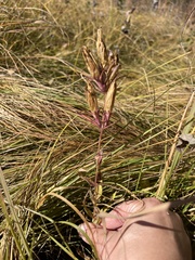 Gentiana puberulenta