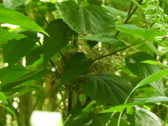 Sporophila caerulescens