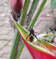 Leptoscelis tricolor