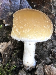 Candolleomyces candolleanus