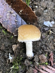 Candolleomyces candolleanus