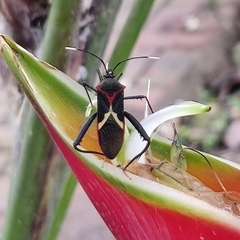 Leptoscelis tricolor