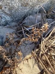 Salsola kali kali