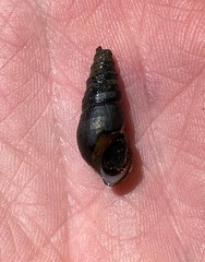 Elimia ucheensis
