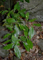 Bosistoa medicinalis