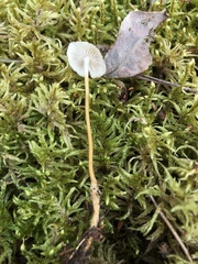 Strobilurus tenacellus