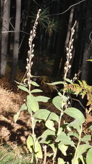 Digitalis thapsi
