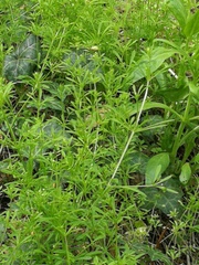 Galium aparine