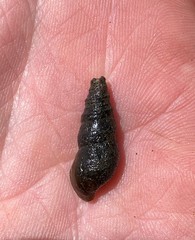 Elimia ucheensis