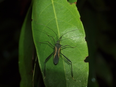 Cleotopetalops bicolor