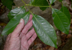 Bosistoa medicinalis