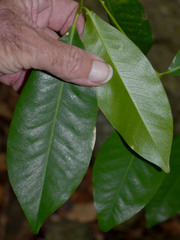 Bosistoa medicinalis