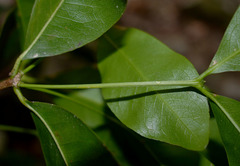 Bosistoa medicinalis