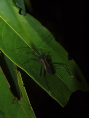Cleotopetalops bicolor