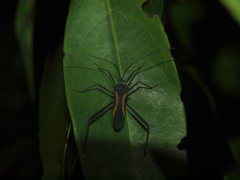 Cleotopetalops bicolor