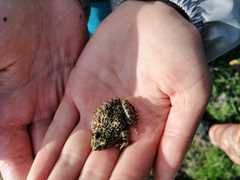 Pelodytes atlanticus