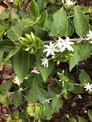 Jasminum multiflorum