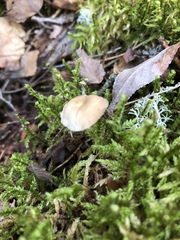 Strobilurus tenacellus