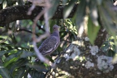 Patagioenas picazuro