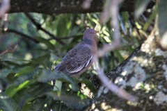 Patagioenas picazuro