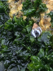 Echinolittorina peruviana